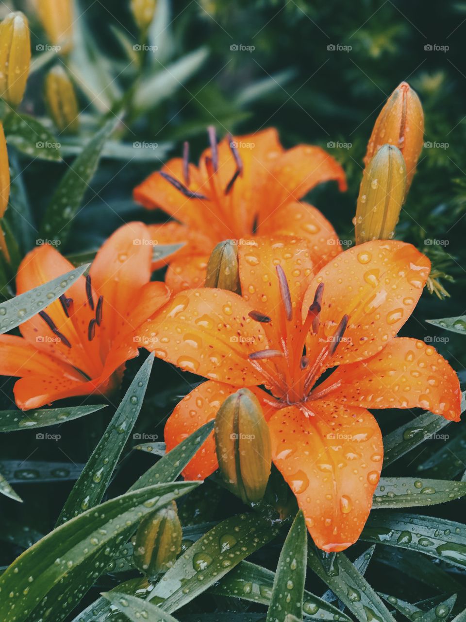 Water drops on a flower