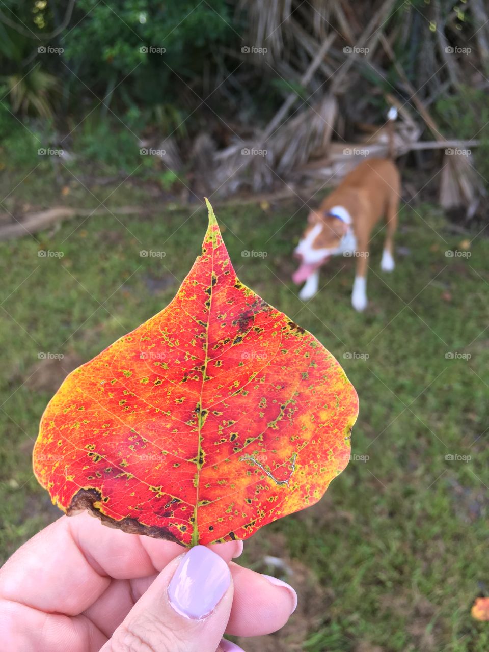 Red and orange leaf with a rescue dog in the background 