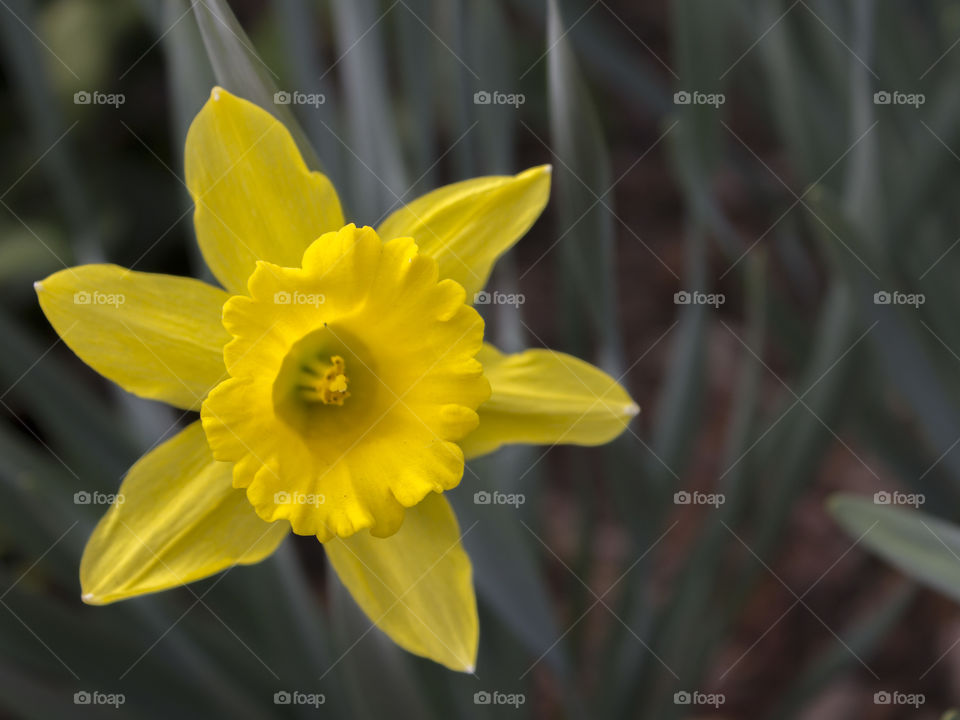 Daffodil. Blooming daffodil