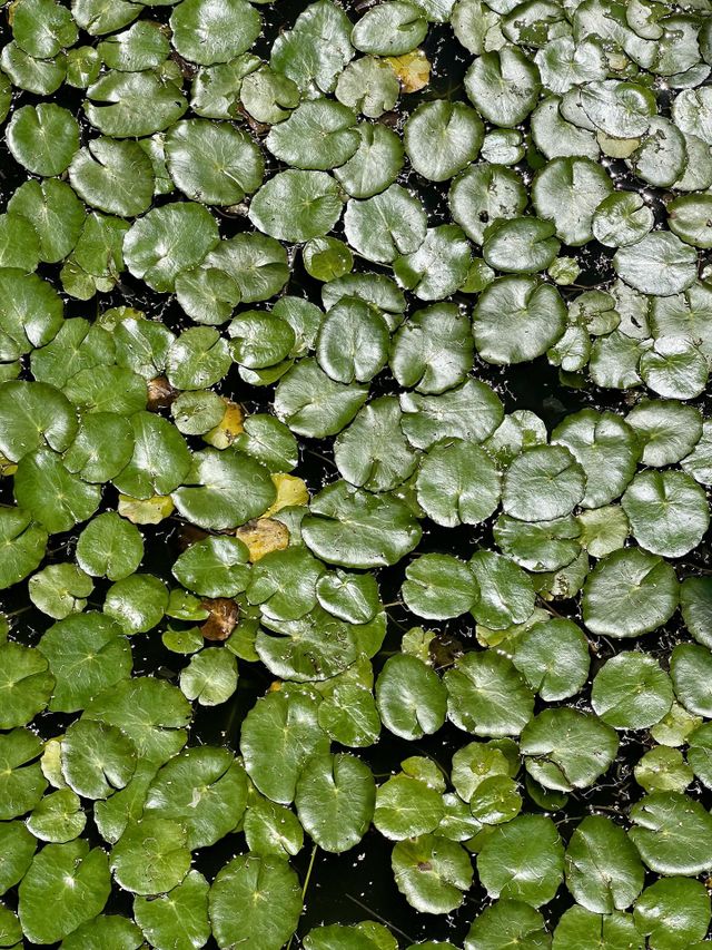 lotus leaves on a pond water surface