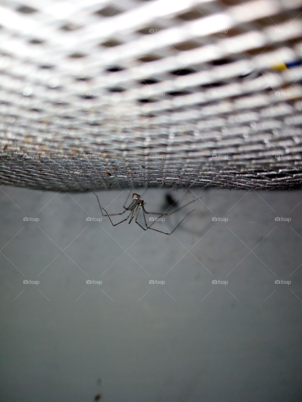 Spider Nets