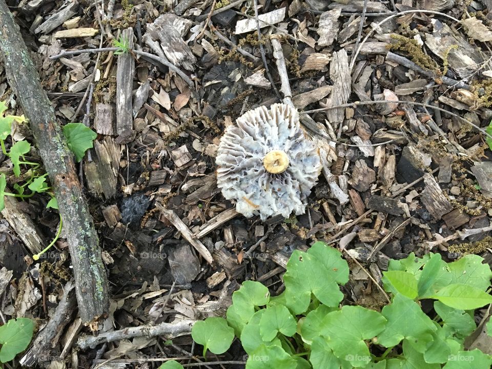 Dead mushroom on forest floor