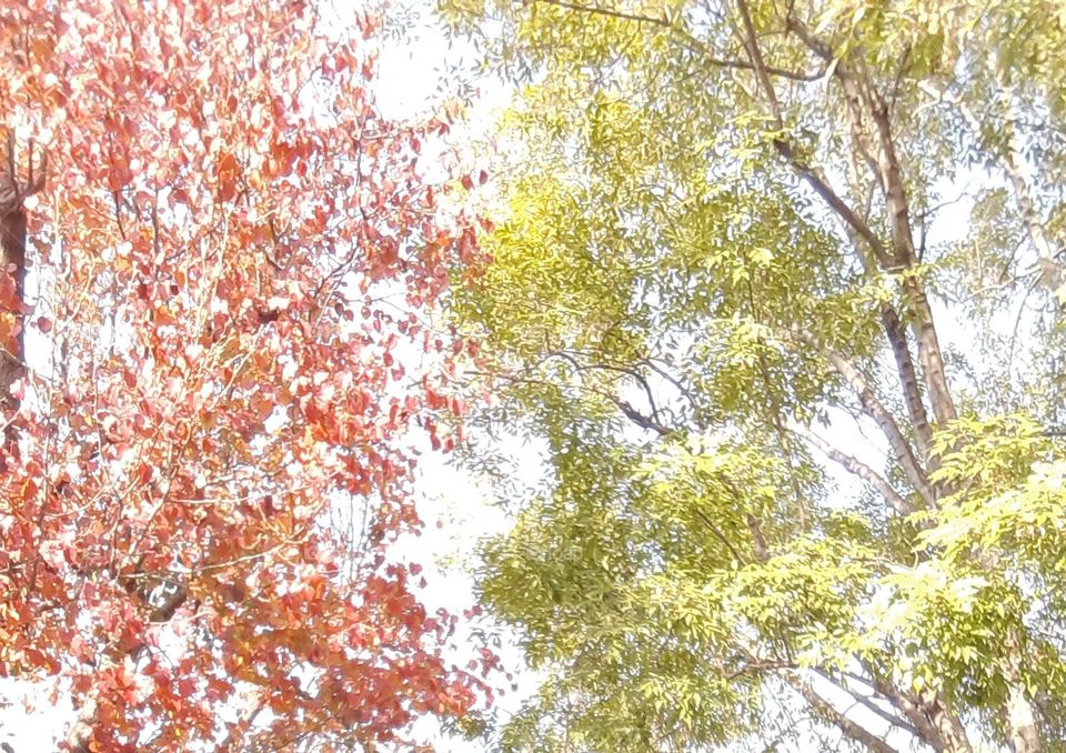 Red and Green Nature