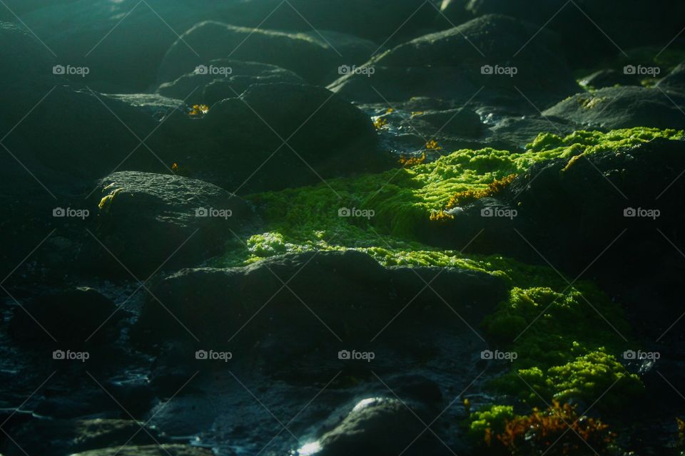 low tide sea algae