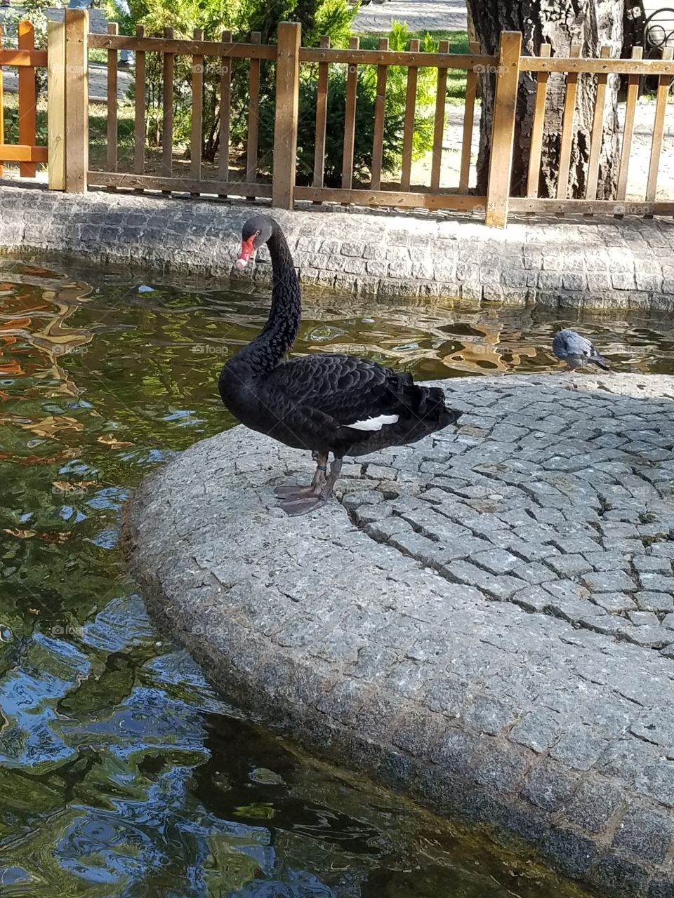 a black swan and a pigeon in kuğlu park in Ankara Turkey