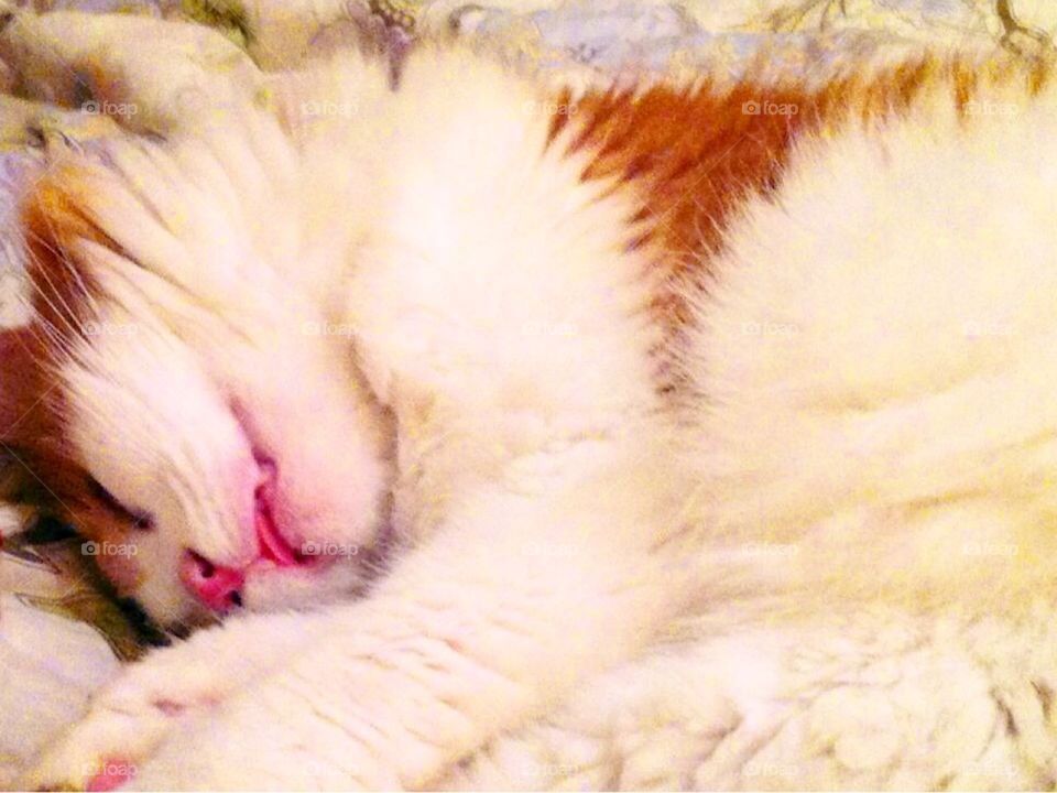 Sleeping Red and white cat with tongue out