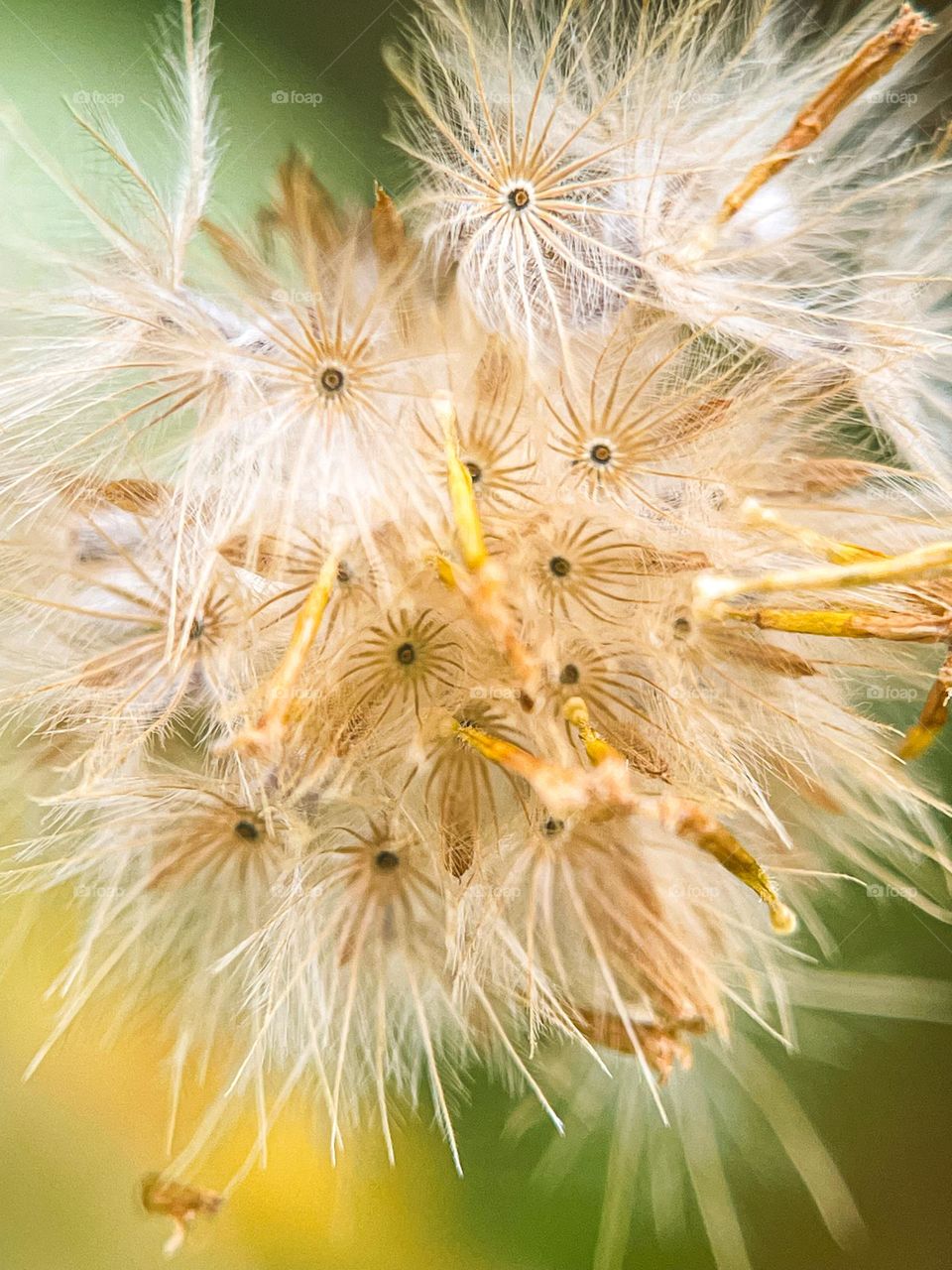 Close up view of dried flowers on a fall season 