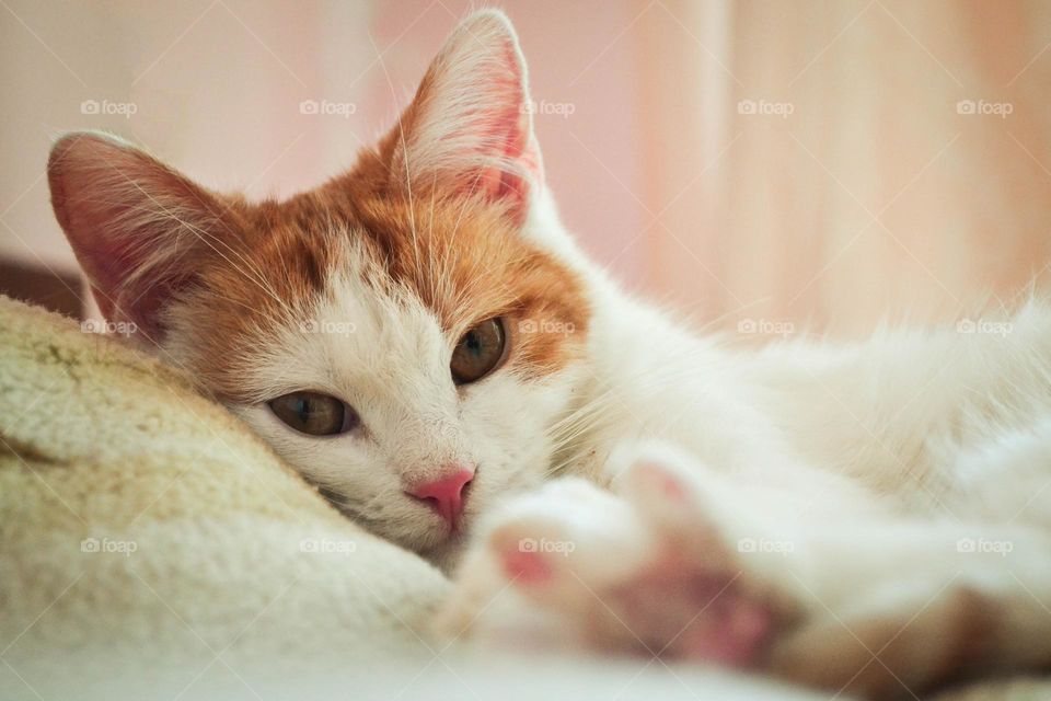 cute kitten on the sofa
