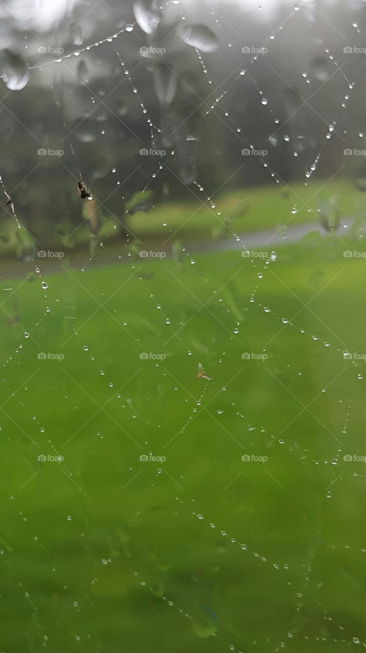 a wet web