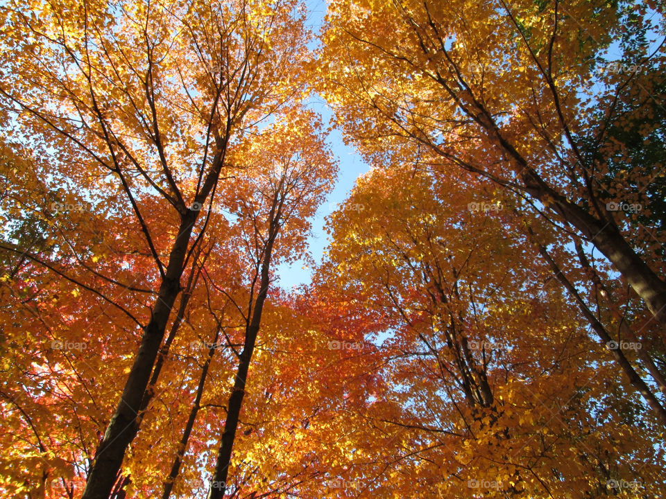 colors fall autumn colorful by ashley77