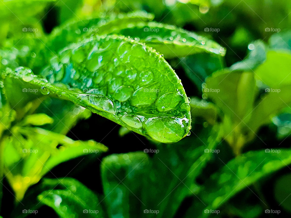 Dew and plant