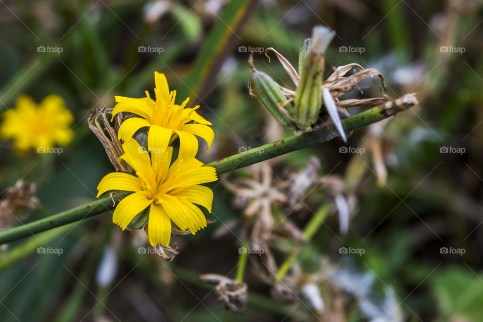 Chondrilla juncea is a perennial plant of the Aster family (Asteraceae)