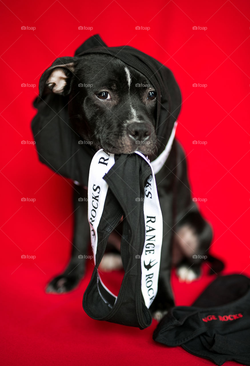 Cute pet on red background,studio