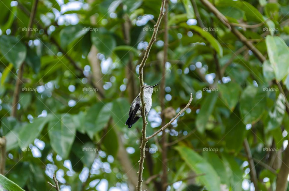 Doctor Bird In Soursop Tree