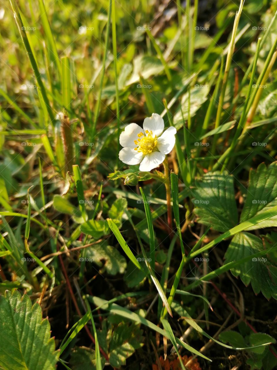 strawberry flower 🍓