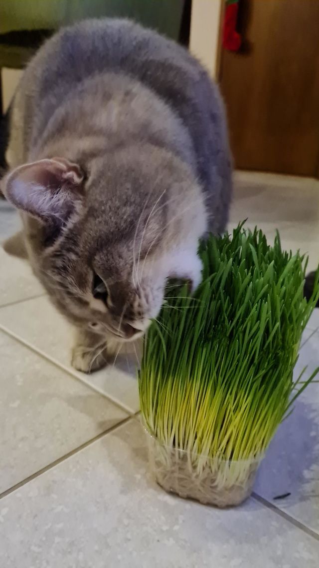 Cat eating the grass. Vegan cat 😺