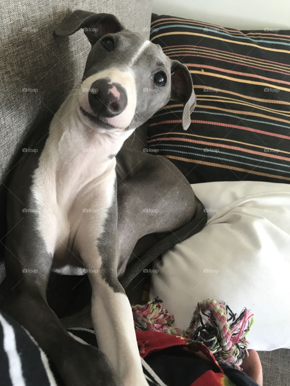 Italian greyhound puppy grey