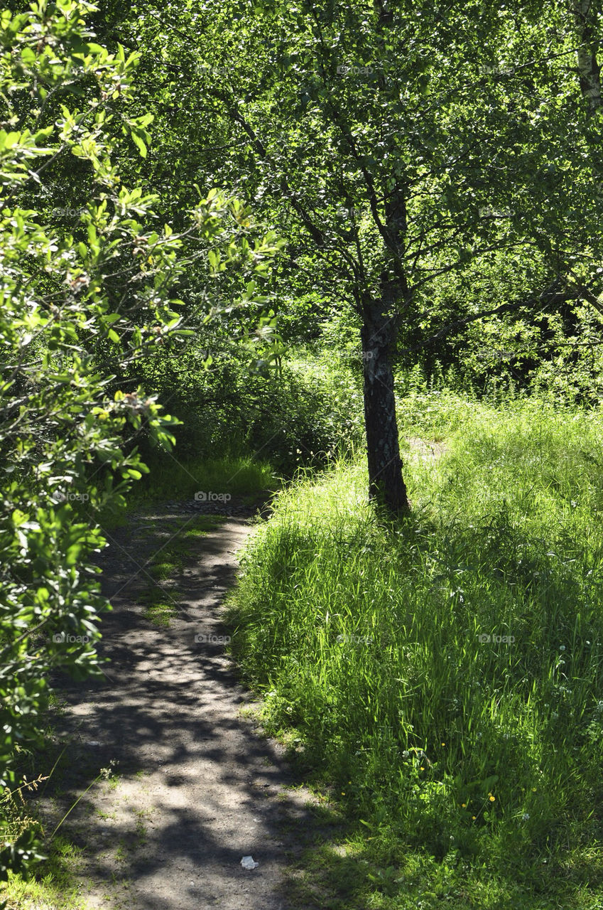 green sweden grass summer by hkjohan