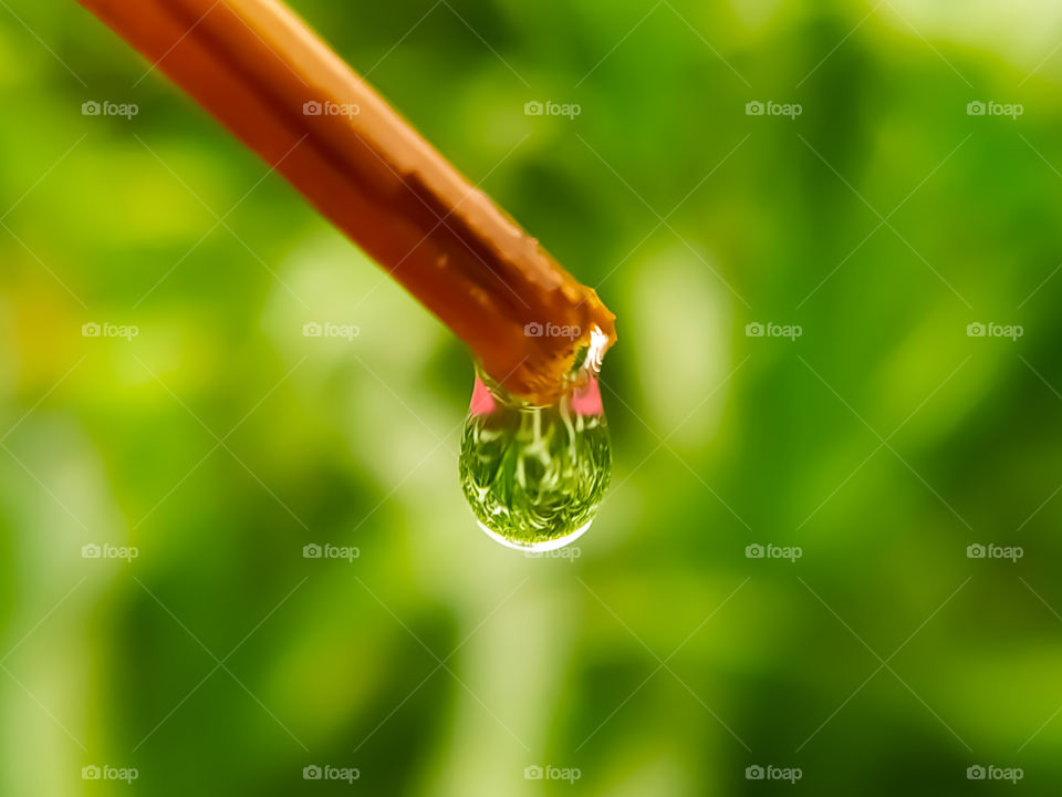 Drops of dew on the dry wood. beautiful nature