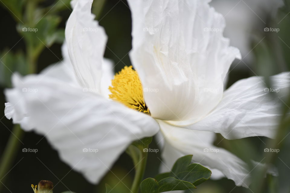 White poppy petals blowing in strong wind.