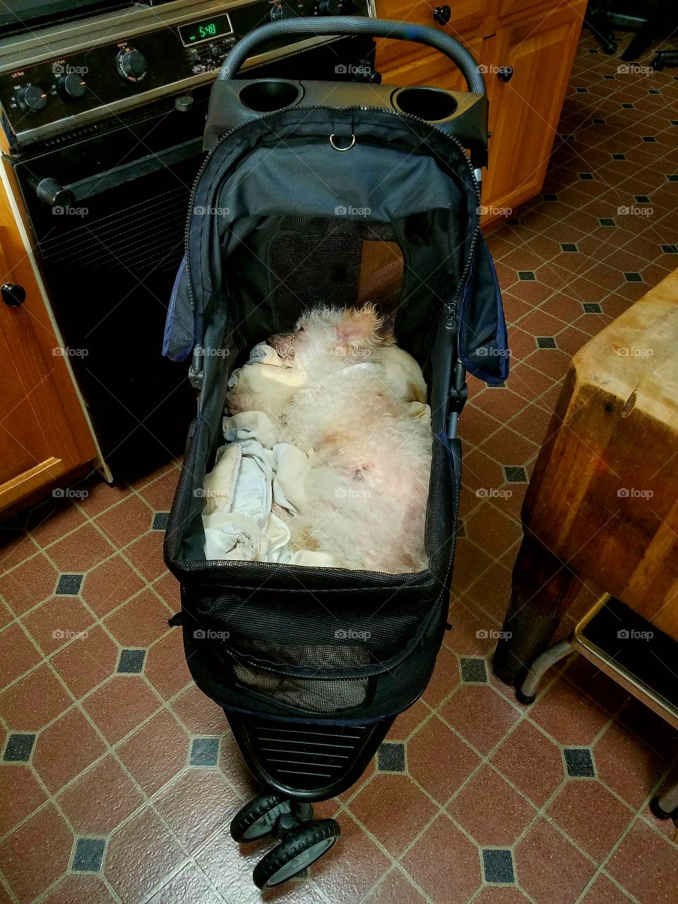Whole view of pet carriage with poodle laying down sleeping safety on blanket.