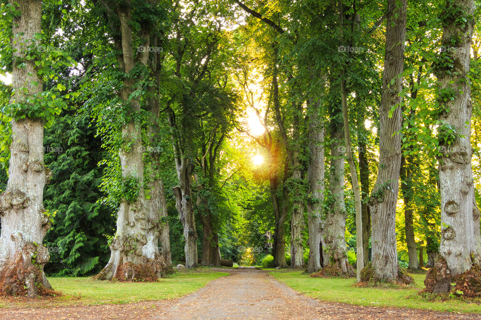 Sun shining through green trees