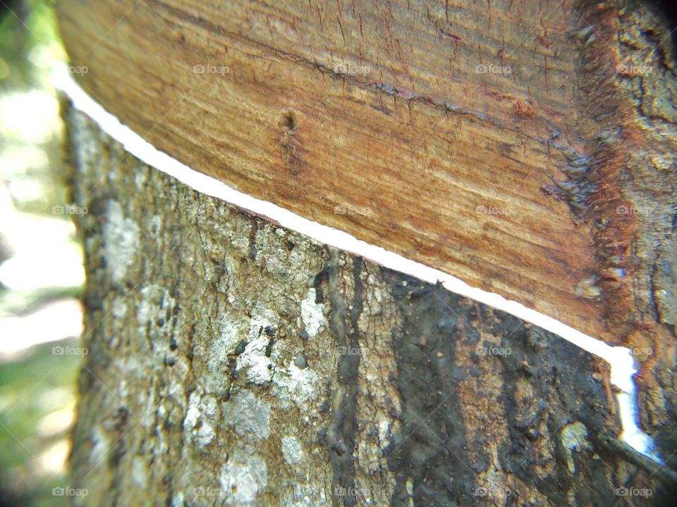 Rubber tree texture