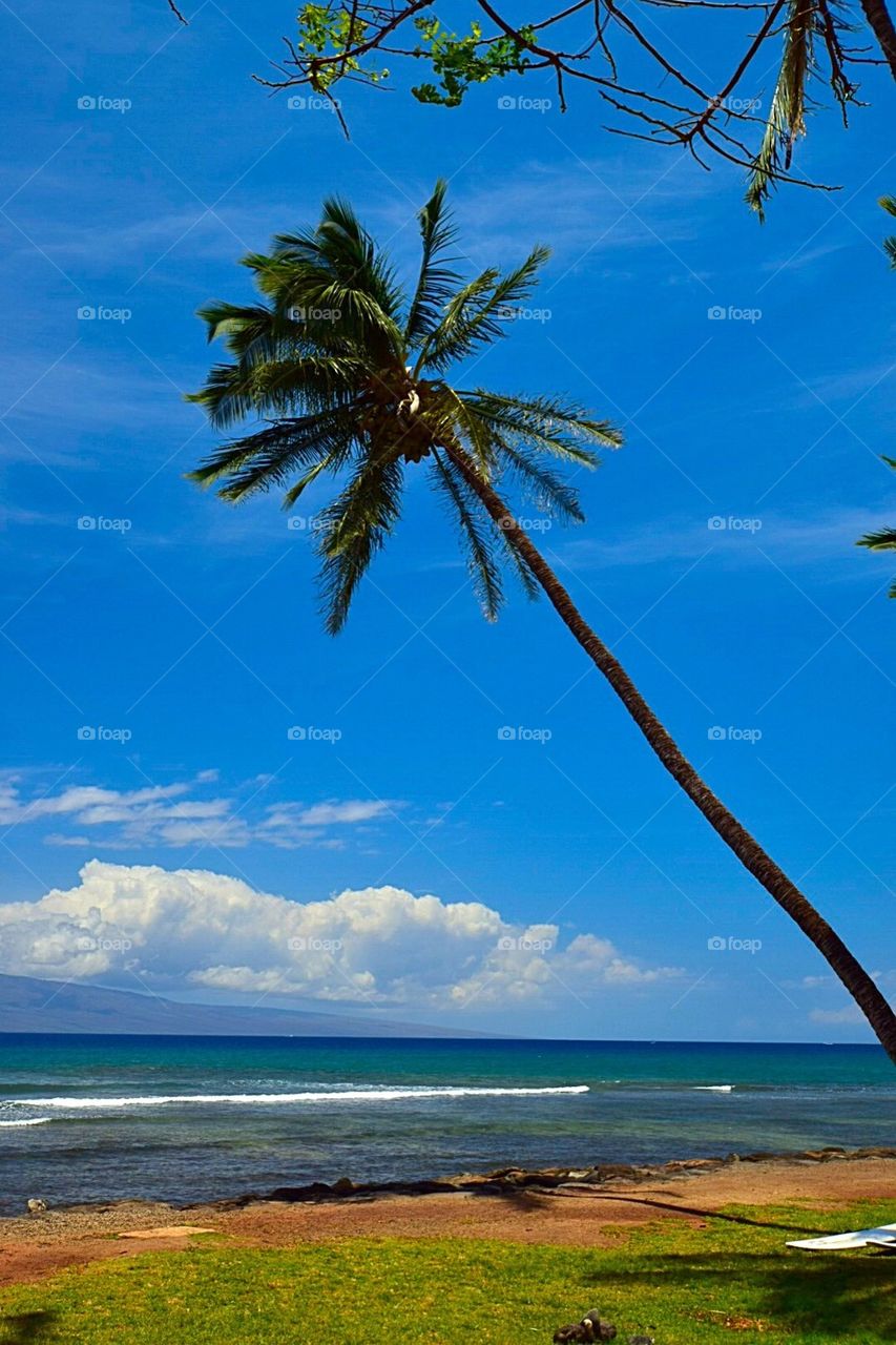 Palm tree beach