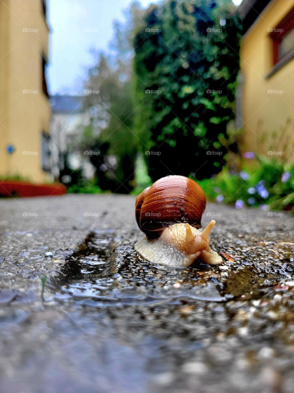 Eine riese Schnecke unterwegs
