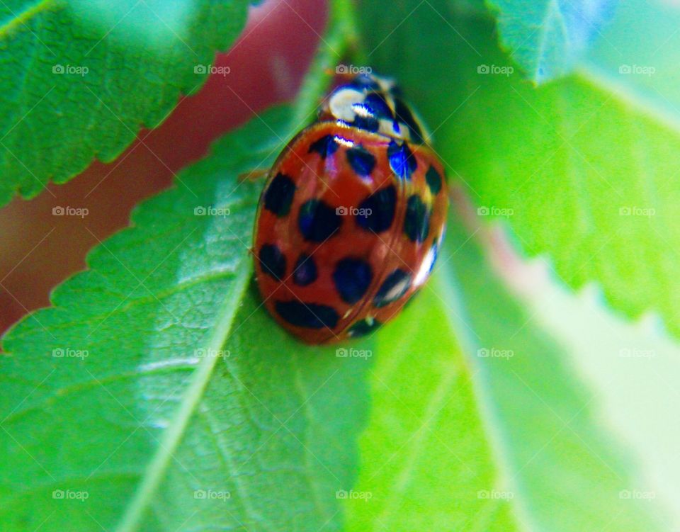 Ladybug on a leaf