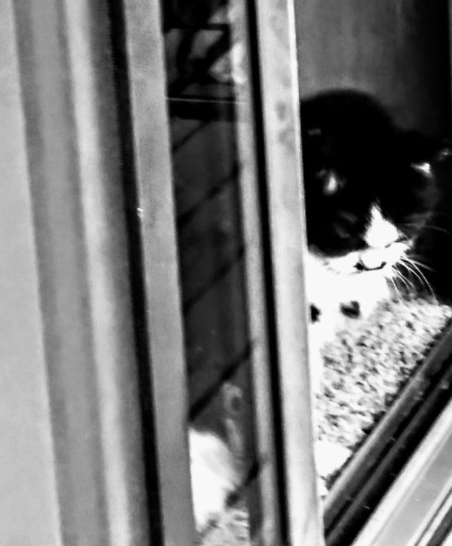 🐱