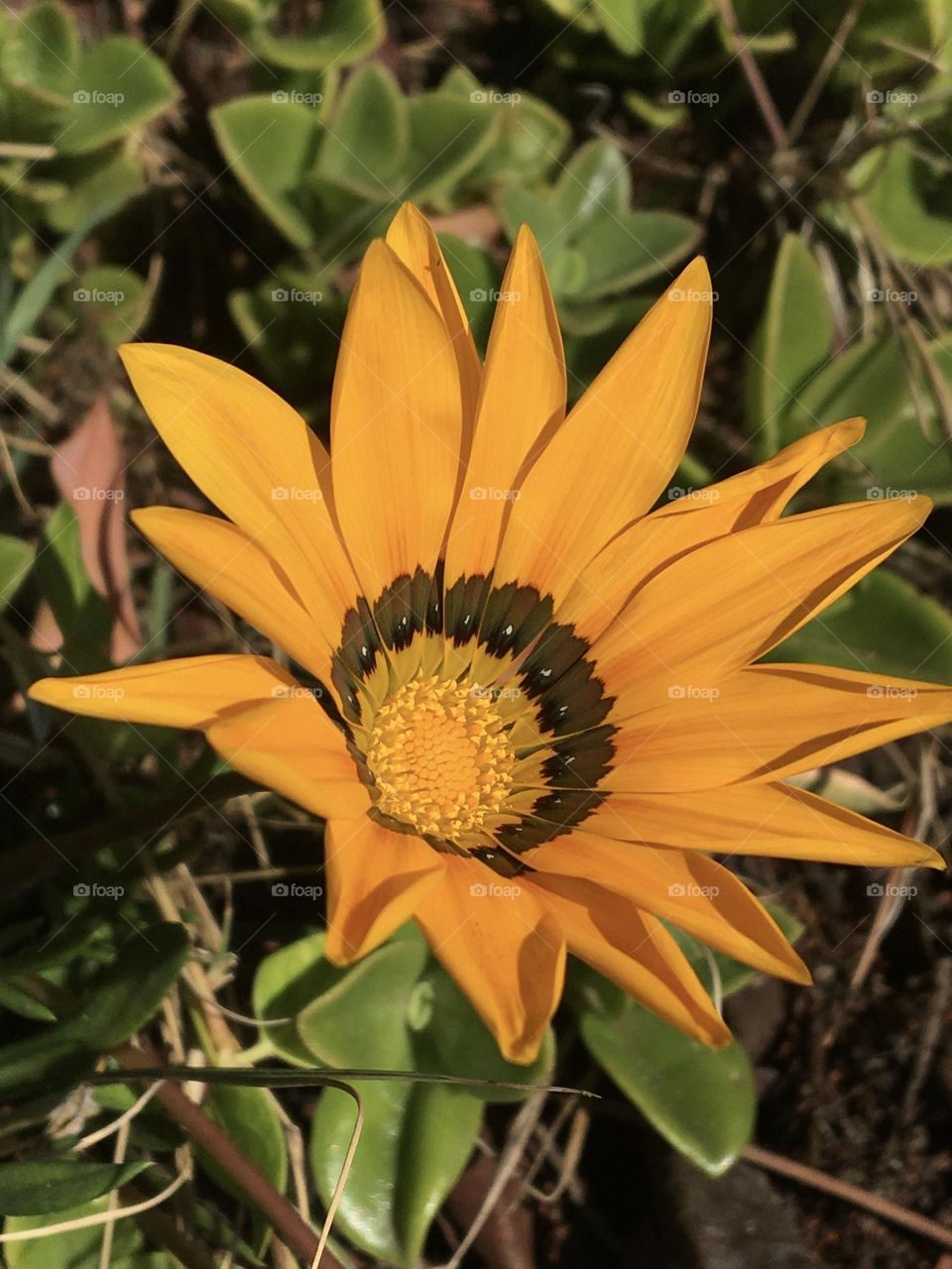 Blooming flower of December 