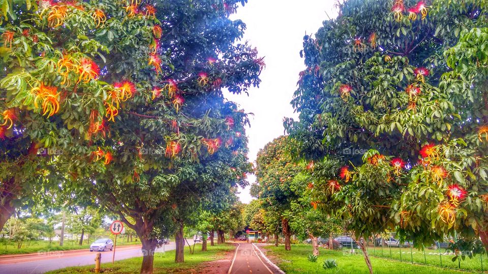 ciclovia  gama DF árvores
