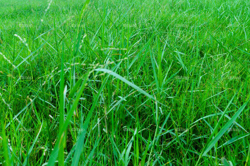 Nature background: Close up of seamless colorful fresh green grass surface in a sunny day morning isolated. This photograph can be used as an abstract pattern texture design for decorative element.