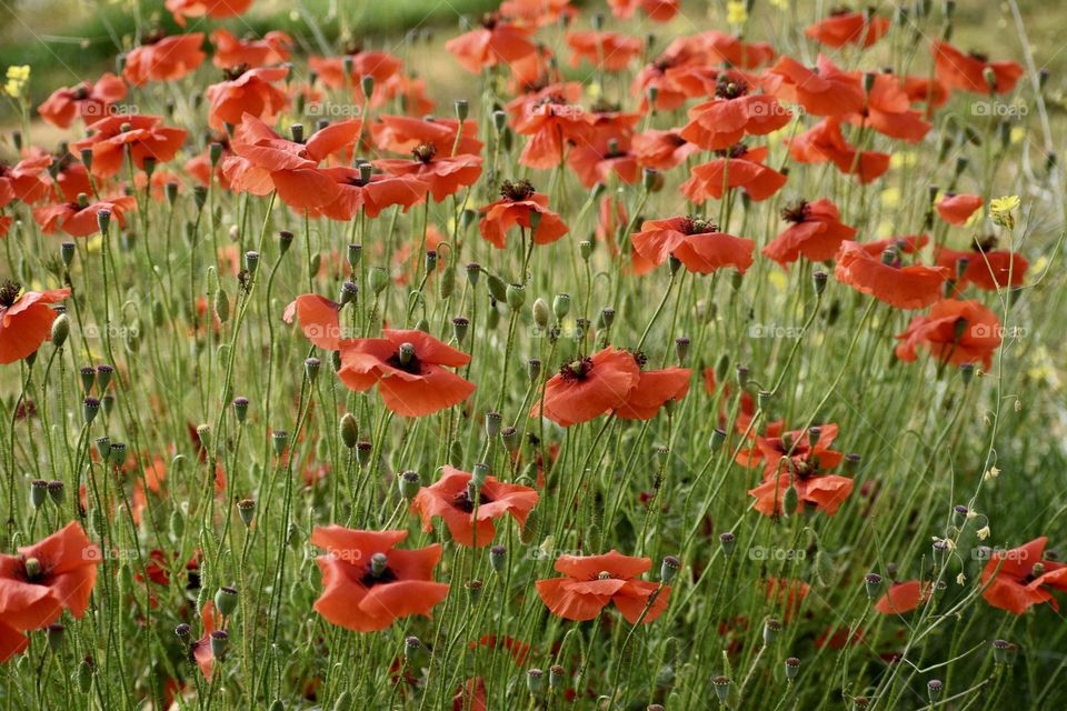poppy flowers and plants