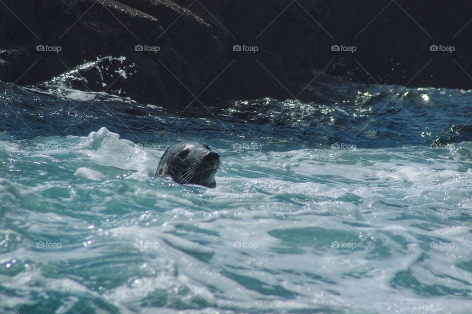 Seal off the coast of Northumberland, UK