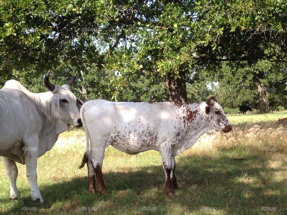 Profile view of white cow with brown spots, standing in grass field with trees.