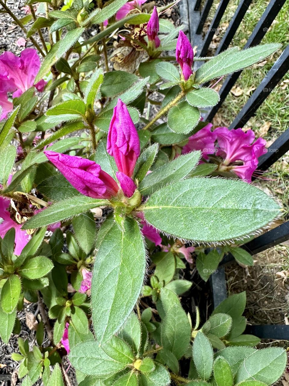 Pink azalea blooming petals blossoms leaves backyard gardening summer flowers neighborhood landscaping