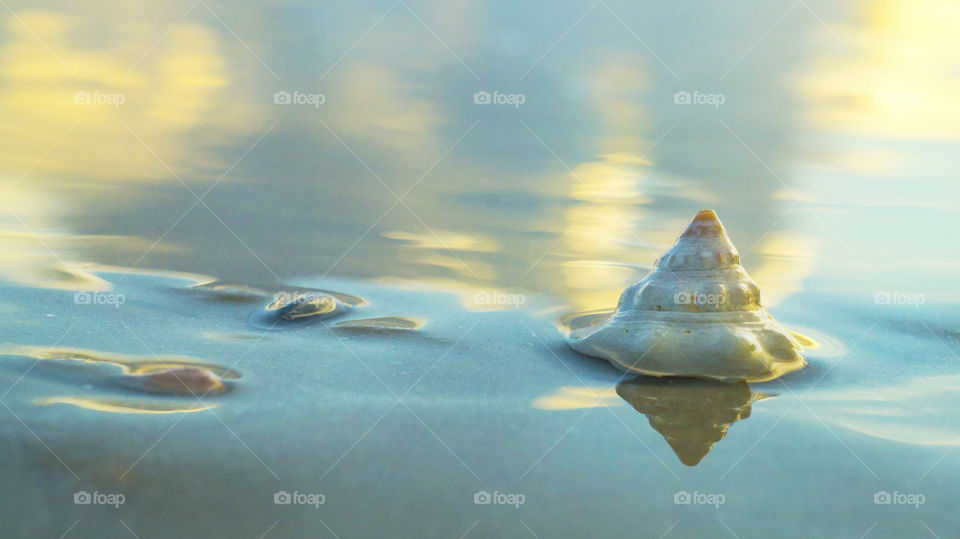 A seashell on the beach during sunset 