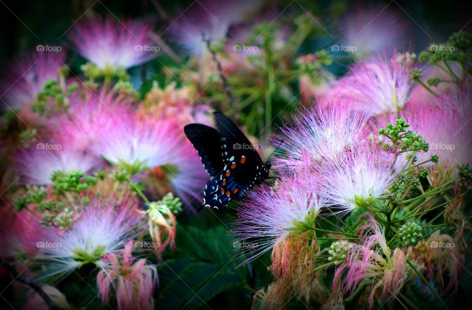 Butterfly flowers 