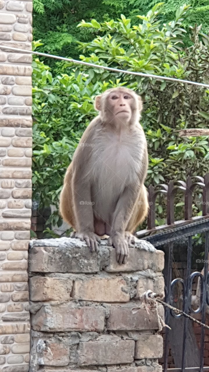 wondering monkey