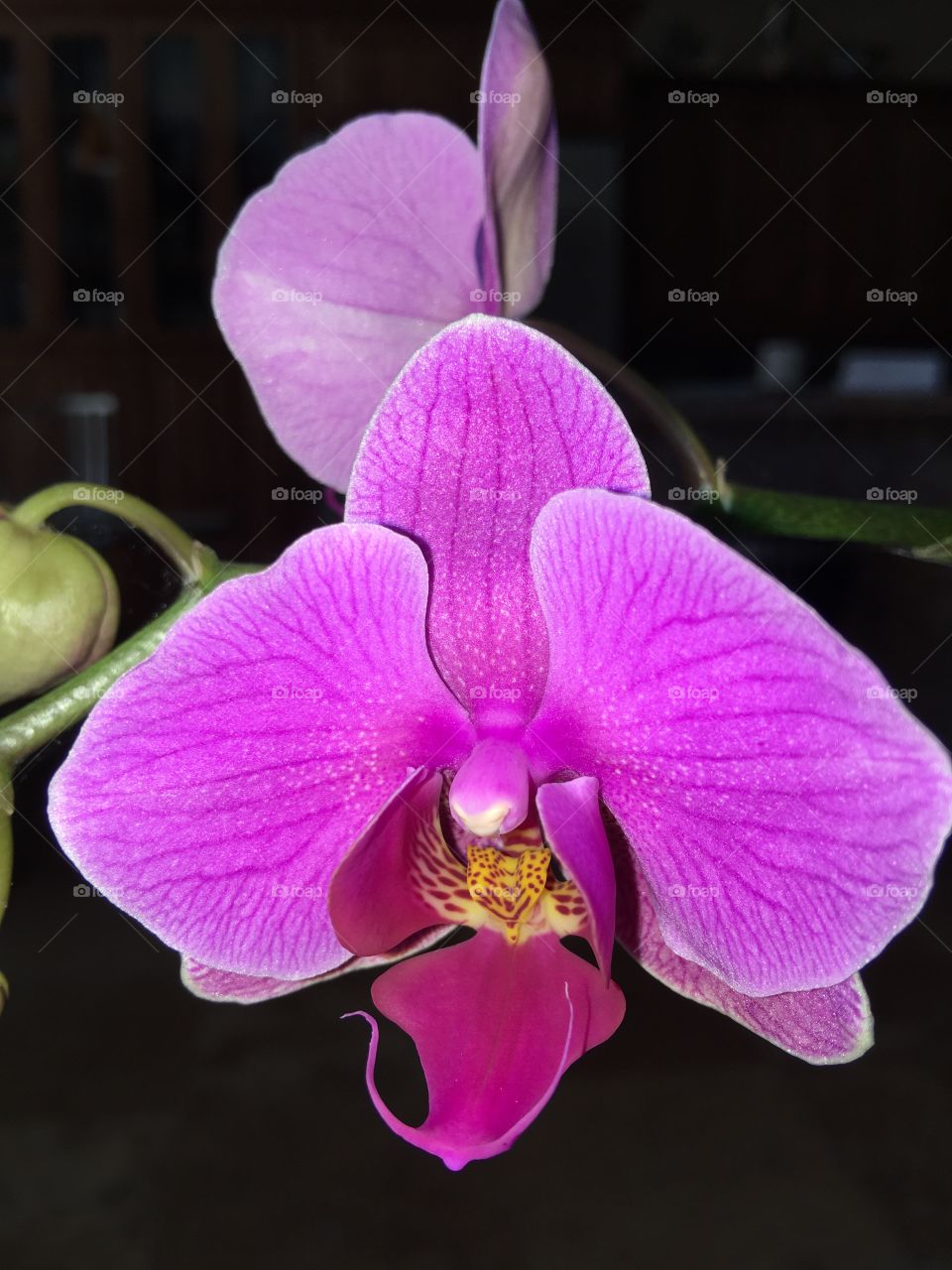 Orchid Bloom.