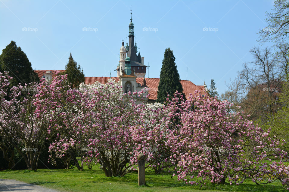 Garden full of blooming trees in front of the castle