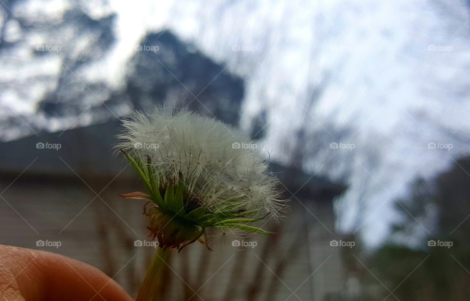 Dandelion