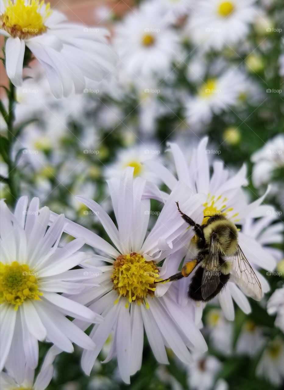 bumble bee on fall flowers