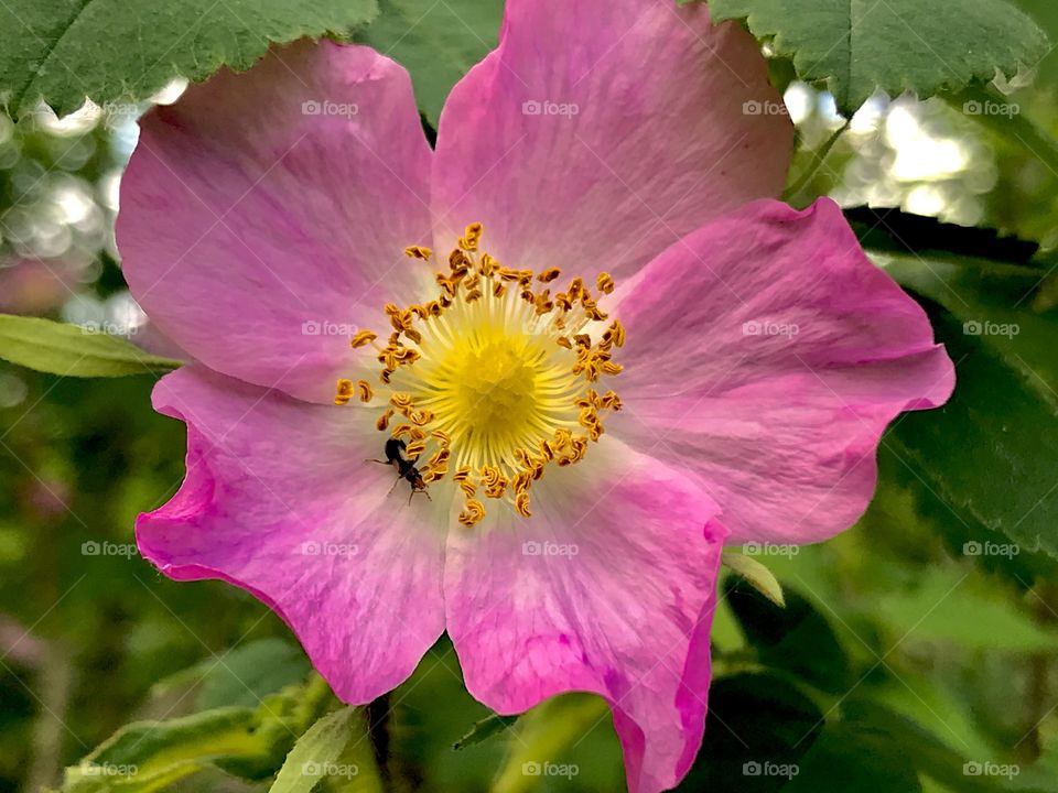 Prince Albert, SK, CA.  A wild rose opens itself fully to the summer sun.
