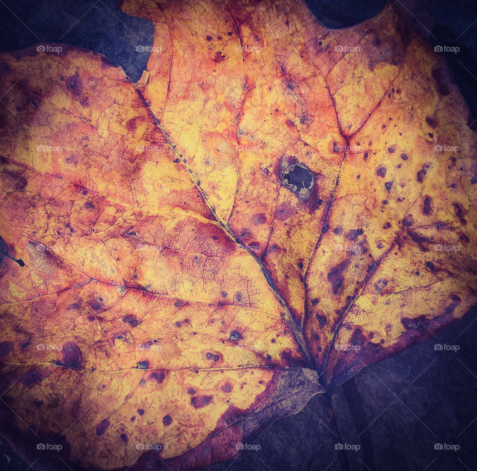 yellow fall leaf upclose