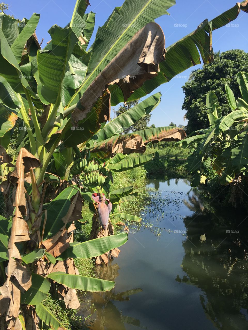 Greeny banana leave, blossom and tree trend color 2017