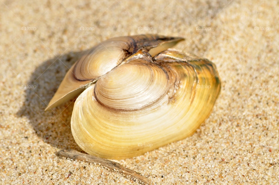 yellow seashell on the beach of the Baltic sea coast in Poland