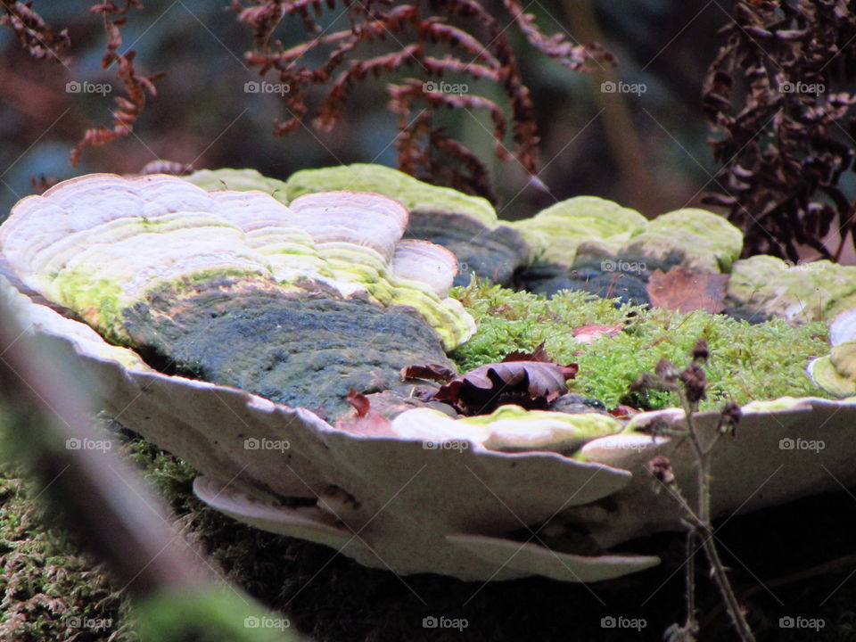 This large fungal growth has caught leaves and become the host of new life